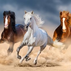 Konie - Nowoczesny obraz na płótnie