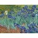 Irysy Vincent van Gogh - Reprodukcja obrazu na płótnie
