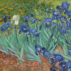 Irysy Vincenta van Gogha - Reprodukcja obrazu na płótnie