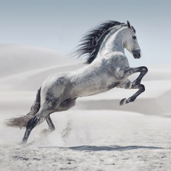 Galopujący koń - Nowoczesny obraz na płótnie, obrazy do salonu