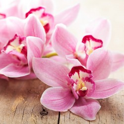 Storczyki - Nowoczesny obraz na płótnie, piękne kwiaty orchidei