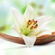 Lilia - Nowoczesny obraz na płótnie, piękny kwiat lilii