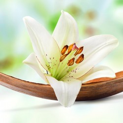 Lilia - Nowoczesny obraz na płótnie, piękny kwiat lilii na liściu palmowym