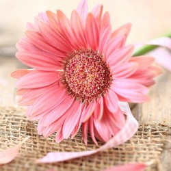 Gerbera - Nowoczesny obraz na płótnie, piękny kwiat gerbery