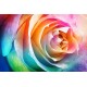 Róża w kolorach tęczy - Abstrakcyjny obraz do salonu