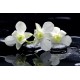 Biała orchidea - obraz na płótnie do salonu
