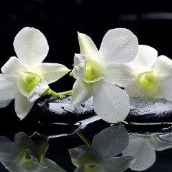 Orchidea na kamieniach - Nowoczesny obraz drukowany na płótnie