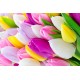 Tulipany - obraz na płótnie z kwiatami