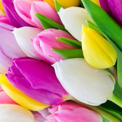 Kolorowe tulipany - Nowoczesny obraz drukowany na płótnie