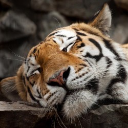 Śpiący tygrys, Obraz na płótnie, Plakat, Tryptyk