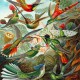Kolibry Ernsta Haeckela, Reprodukcja, Obraz na płótnie, Plakat