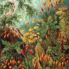 Muscinae Laubmoose Ernsta Haeckela, Reprodukcja, Obraz na płótnie, Plakat