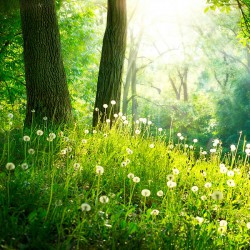 Wiosenny las - Nowoczesny obraz drukowany na płótnie