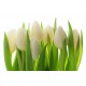 Białe tulipany - Nowoczesny obraz drukowany na płótnie