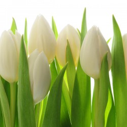 Białe tulipany - Obraz drukowany na płótnie