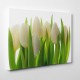 Białe tulipany - Nowoczesny obraz drukowany na płótnie