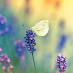 Motyl na kwiatku lawendy - Obraz na płótnie