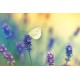 Motyl na kwiatku - Nowoczesny obraz na płótnie