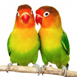 Papużki nierozłączki - obrazy drukowane na płótnie