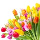 Tulipany - Nowoczesny obraz na płótnie