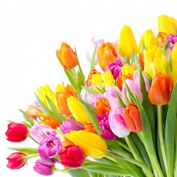 Kolorowe tulipany - Nowoczesny obraz drukowany na płótnie