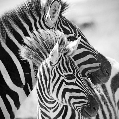 Zebry - czarno biały obraz na płótnie